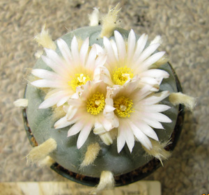 L.Diffusa var. fricii froma albiflora in flower